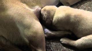 Cachorro Labrador tomando la teta.