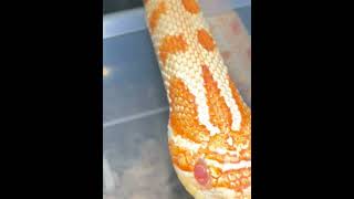 Hognose snake saying hello #snake #trending #hognose #reptiles