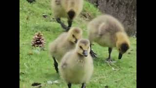 lovely gooselings baby goose