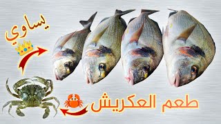 عدنا مع السمكة الملكية 👑 طريقة تطعيم العكريش 🦀 معلومات على طريقة الصيد  (الدوراد أمون زريقة الدنيس )