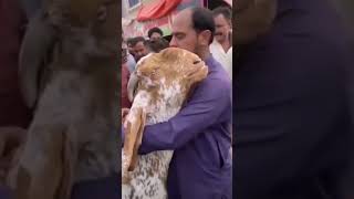 Last Time meets Bakta goat emotional time Eid-al Adha 2024 #eiduladha #bakraeid #eidstatus #shorts