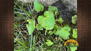 Q&A – How do I remove this weed from my lawn?