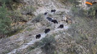 Yak Caravan Passing through dangerous Trail || Yak Caravan