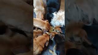 My Dogs vs Mac'n Cheese!