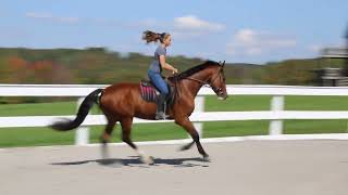 Bigshot- Reg. 3yr old Dutch Harness Horse gelding, 16 hands- WTC Right lead