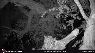 Leopard in a Tree.