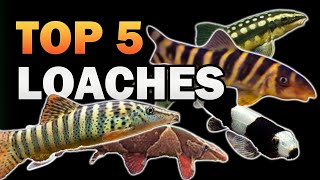 Top 5 *RARE* Loaches You've Probably Never Seen