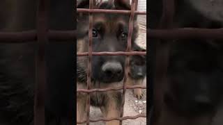 Немецкая овчарка. Коротко о породе German Shepherd #немецкаяовчарка