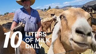 Part2 Outstanding Breed of Goats for Dairy Farming