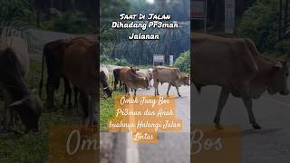 Beginilah kalau Preman menghalangi jalan buat susah aja😆 🐄🐂 #lembu #preman  #jalanan