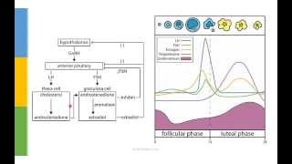 Learn OB/GYN: Puberty and the Menstrual Cycle