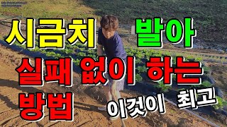 시금치파종시기  시금치 심는 방법 / 시금치발아발되게하는방법 / 심금치심는시기