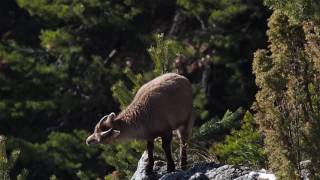 "Scènes de vie" - Le Bouquetin