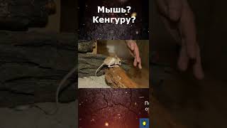 Мышь-Кенгуру short #shorts