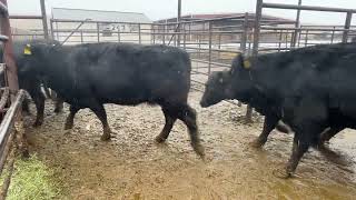 Sorenson coming 4 year old cows for March 19 @ LLA Stock Cow Central Bred Special 12-12-23