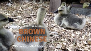 Brown Chinese Geese: 2-Week-Old Goslings