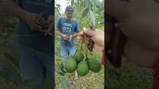 HASS AVOCADO FARM INDONESIA #fruit #avocado #mexico #