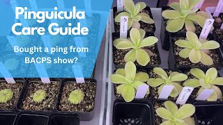 Carnivorous Plants || Pinguicula Care Guide