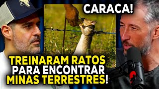 RATOS GIGANTES CRIADOS PELO EXERCITO! ENTENDA O CASO - Pido | Biologia rápida e divertida