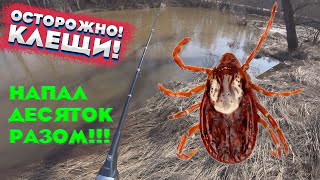 Осторожно клещи! 2023