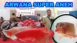 UNIK ❗❗❗ ARWANA SUPER RED ANEH || ACI 2023 || KONTES AROWANA || NUSATIC || MAIN IKAN CHANNEL