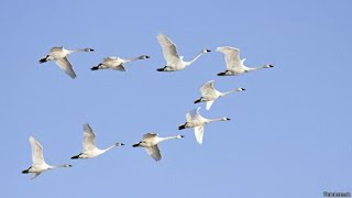 Colección Jose Maria Arguedas ."Las Aves".Triste -Dúo femenino-Voz y piano.