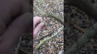 Natural Cordage, Grape Vine Air Roots. Primitive Survival Skill.