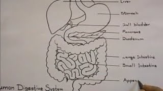 How to draw digestive system | Easy tricks | 2022