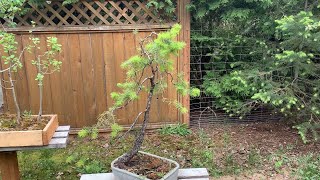 Douglas Fir Bonsai - Strange Material First Design