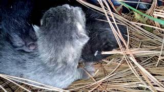 2 newborn kittens. Újszülött kiscicák