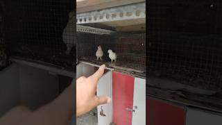 Bhage Kabutar Wapas Aa gye 🤩 #pigeon #shorts #status #kabutar #minivlog #viralshorts #reels #birds