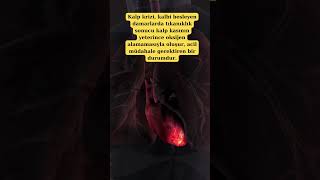 #shortvideo #sağlık #kalp #anatomi  #bunlarıbiliyormuydunuz #biology #animals #shortsvideo #science