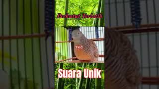 nada unik perkutut lokal Indonesia #perkutut #viral