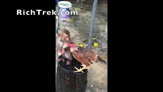 Monkey Grooms Chicken then Shares Watermelon (Local Thailand)