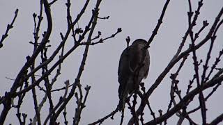 Малък ястреб  (Accipiter nisus)