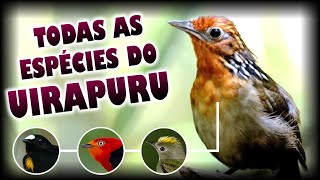 UIRAPURU E SUAS ESPÉCIES - CONHEÇA AS VARIEDADES DA FAMÍLIA TROGLODYTIDAE/ PIPRIDAE/ THAMNOPHILIDAE!