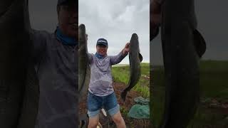 Hunter Snakehead Fish  #fishing