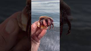 Cute little Hermit crab comes out of his shell! 🦀. . #crab #wildlife #nature #beach #sea