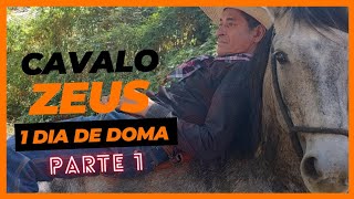 DOMA DE CAVALO EM APENAS UM DIA. SERÁ QUE É POSSÍVEL? PARTE 1