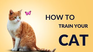 Mastering the Art of Cat Training 15 Purrfect Techniques / كيفية تدريب القط الخاص بك