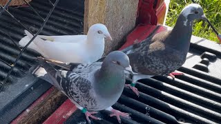 A training day for the racing pigeons