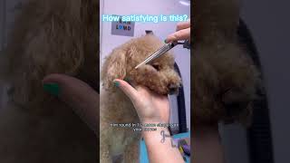 How I trim teddy bear eyes #lovemud #dogs #doggroomingtips #cockapoo #howtogroomadog #teddybearcut