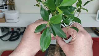 29 - Bonsai Tough Decisions Ficus Microcarpa Tiger Bark