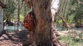 Árbol Antiguo Con Tumor Grandísimo.