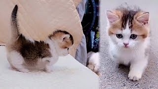 Little Cute Munchkin Kitten