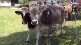 Cows of Liechtenstein won't leave me alone!