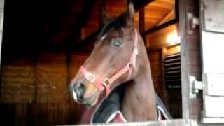 RAW CLIP;; sysy in a stable waiting for the vet