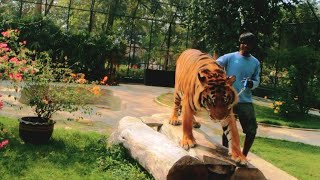 Mani With Giant Tiger at Sriracha Tiger Zoo Safari Zoo, Thailand Travel Blog