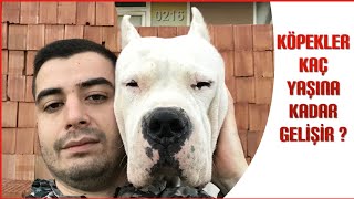 DOGO ARJANTİN KÖPEKLER KAÇ YAŞINA KADAR GELİŞİR