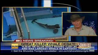 !!THE GREAT KILLER WHALE DEBATE:WAS IT THE WHALES FAULT?!!